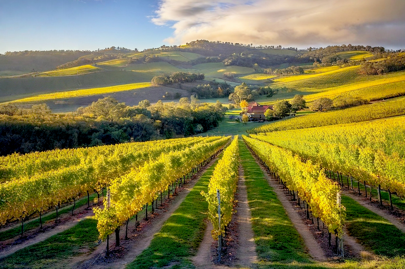 Lifelike pro photography, wide-angle shot of a sun-drenched Mudgee vineyard in late afternoon, autumn. Rolling hills with rows of golden and crimson vines under a clear blue sky with a few wispy clouds. A rustic, charming stone and timber winery building with a welcoming cellar door entrance is nestled amongst the vines in the mid-ground. Subtle lens flare from the low sun. Warm, inviting, and sophisticated atmosphere. Focus on capturing the beauty and bounty of the Mudgee wine region.